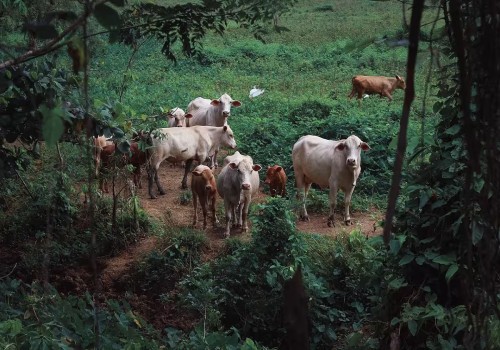 ग्रामीण अर्थव्यवस्था को बढ़ावा देने के लिए पशुधन क्षेत्र के लिए क्रेडिट गारंटी योजना शुरू की गई