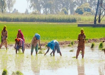 वैश्विक चावल संकट को कैसे ठीक करें