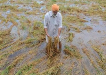 पंजाब और हरियाणा में धान के खेतों में पानी भर जाने से फसल की पैदावार में कमी आई है